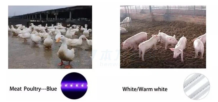 broiler lighting system