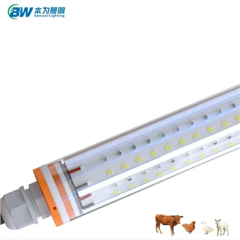 O importante papel das luzes de criação de aves