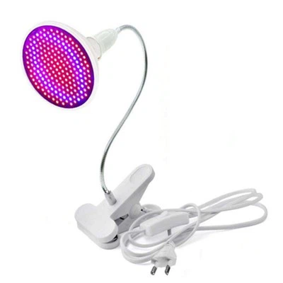 Cultive bulbos para plantas de interior