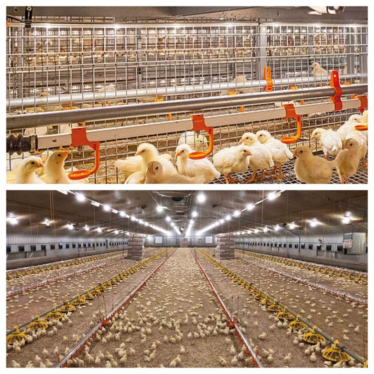 poultry farm light 33 poultry farm light 33
