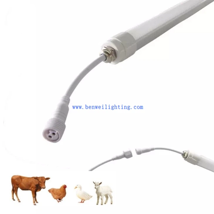 lighting in poultry houses