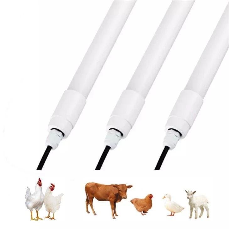 Poultry House LED Lighting